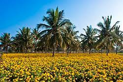 Contoh hasil pemuliaan contoh keberhasilan pemuliaan dampak pemuliaan tanaman jenis tanaman pemuliaan tanaman pemuliaan tanaman in english pkt program baku pemuliaan tanaman tujuan pemuliaan. Tanaman Selingan Wikipedia Bahasa Melayu Ensiklopedia Bebas