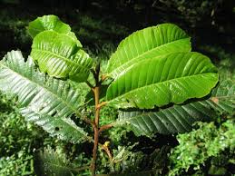 Image result for Pouteria altissima