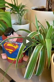 Rosliny Doniczkowe Toksyczne Dla Kotow Plants