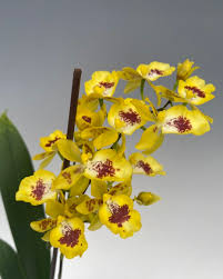 Image result for Buchnera usuiensis