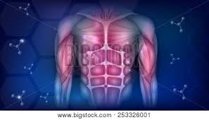 Every effort was made to make sure this is anatomically correct as possible. Muscles Human Body Vector Photo Free Trial Bigstock