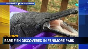Alligator gar grows into a monster in a short time! Rare Alligator Gar Fish Found In Radnor Township Delaware County 6abc Philadelphia