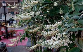 Image result for Buddleja asiatica