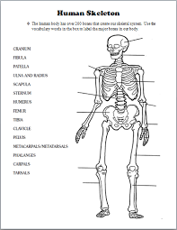 This sheet discusses the human skeleton. Skeletal System Human Skeletal System Human Body Worksheets Skeletal System Worksheet