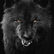 Pin On Wolves