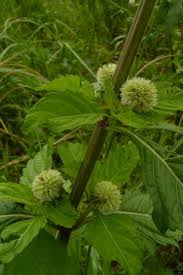 Image result for Hyptis lanceolata