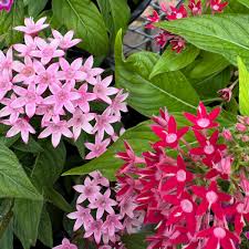 Image result for Pentas longiflora