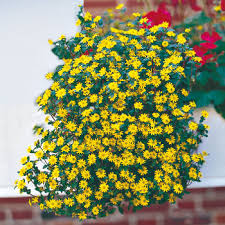 Image result for foto Vitálka