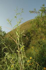 Image result for Hackelochloa granularis