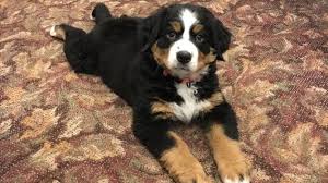 From free yorkie puppies to free german shepherd puppies, you can find the perfect addition to your home here at k9stud. Funeral Home Adopts Bernese Mountain Dog Named Mochi To Comfort Grieving Families
