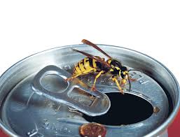 How To Identify European Wasps Agriculture And Food