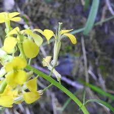 Il fiore si presenta isolato, apicale, possiede una paracorolla dal colore fiori gialli nomi. Piante Con Fiori Gialli