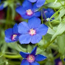 Image result for Anagallis pumila