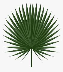 Pngtree provides you with 564 free transparent palm leaves png, vector,. Leaves Clipart Palm Leaves Palm Leaf Png Transparent Png Kindpng