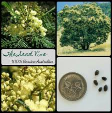 Image result for Acacia mearnsii