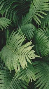 Plant Wallpaper For Android Iphone Desktop Hd These 3421 green iphone wallpapers are free to download for your iphone.