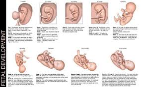 Fetal Development Stages Of Baby Development Baby Growth