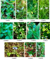 Image result for Commelina petersii