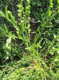 Image result for Heliotropium zeylanicum