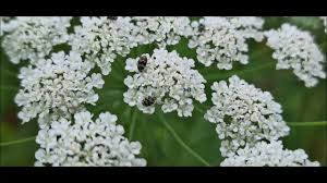 Image result for Apiaceae