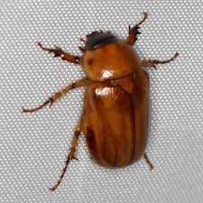 Image result for Buchnera cryptocephala