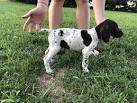 English Pointer Dog Breed Profile | Petfinder
