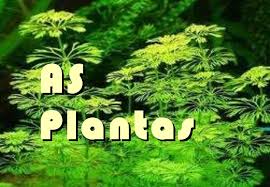 Resultado de imagen de AS PLANTAS