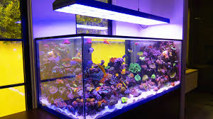 Maybe you would like to learn more about one of these? 8 Things To Think About To Help Find The Perfect Reef Tank Reef Builders The Reef And Saltwater Aquarium Blog