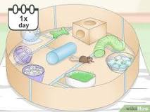 Image result for how to build an obstacle course for your rat