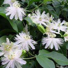 White Passionflower Passion Flower Passiflora Moon Garden