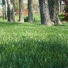 Combat Extreme Southern Zone Grass Seed Fescue Hybrid Bluegrass Mix Fescue Lawn Drought Resistant Landscaping Lawn And Landscape