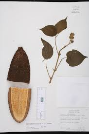 Image result for Amphilophium crucigerum