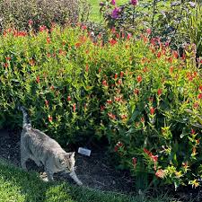 Image result for Spigelia