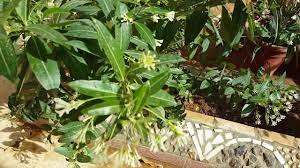 ملكة الليل من أجمل النباتات يلزم تواجدها في كل حديقة منزلية youtube