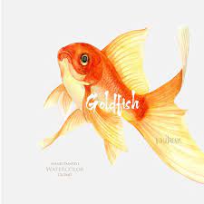 Goldfish Watercolor Clipart Aquarium Clip Art Fish Clipart Digital Download Fish Print Sea Nautical Undersea Marine Invitations Png In 2021 Goldfish Watercolor Goldfish Art Goldfish