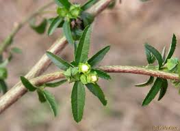 Image result for Sida spinosa