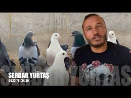 Guvercin Sevdamiz Izmir Guvercin Dernegi Acilisi Youtube