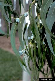 Image result for Eucalyptus saligna