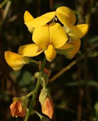 Image result for Crotalaria oocarpa