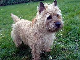 We did not find results for: Cairn Terrier Cairn Terrier Terrier Cairn Terrier Puppies