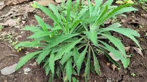 Image result for Conyza