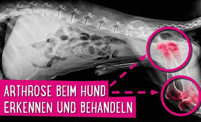 Arthrose Beim Hund Erkennen Und Behandeln
