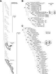Image result for Poecilostachys oplismenoides