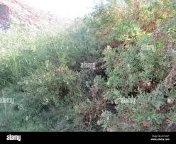 Image result for Pluchea dioscoridis