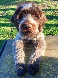 Great dogs for the hunter on foot because they are close working dogs Henry 19weeks Old Wirehaired Pointing Griffon Dog Kisses Griffon Dog Dog Rules