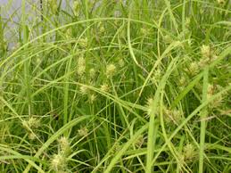 Image result for Carex