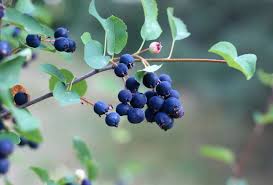 Image result for Amelanchier alnifolia