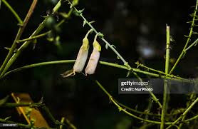 Image result for Crotalaria juncea