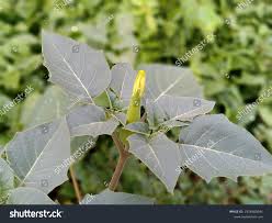 Image result for Datura ferox