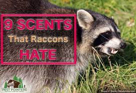 9 Scents That Raccoons Hate And How To Use Them Pest Pointers Tips For At Home Pest Control